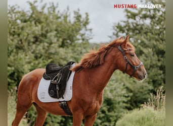 Mustang (amerikanisch), Wallach, 4 Jahre, 150 cm, Fuchs