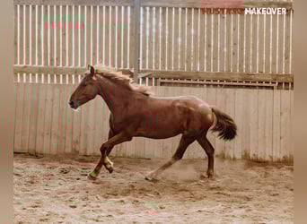 Mustang (amerikanisch), Wallach, 4 Jahre, 150 cm, Fuchs
