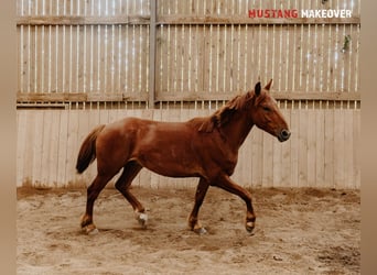 Mustang (amerikanisch), Wallach, 4 Jahre, 150 cm, Fuchs