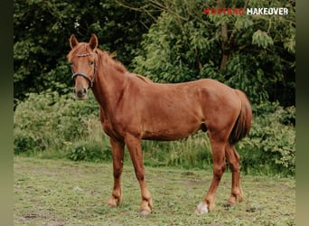Mustang (amerikanisch), Wallach, 4 Jahre, 150 cm, Fuchs
