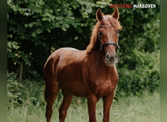 Mustang (amerikanisch), Wallach, 4 Jahre, 150 cm, Fuchs