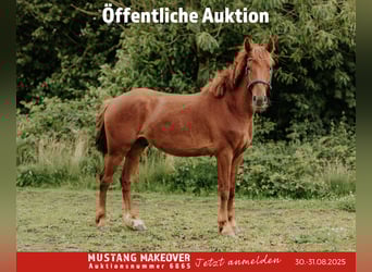 Mustang (amerikanisch), Wallach, 4 Jahre, 150 cm, Fuchs