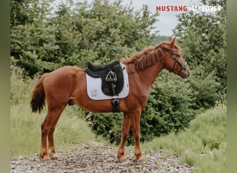 Mustang (amerikanisch), Wallach, 4 Jahre, 150 cm, Fuchs