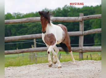 Mustang (amerikanisch), Wallach, 4 Jahre, 150 cm, Schecke