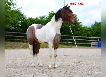 Mustang (amerikanisch), Wallach, 4 Jahre, 150 cm, Schecke