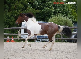 Mustang (amerikanisch), Wallach, 4 Jahre, 150 cm, Schecke