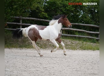 Mustang (amerikanisch), Wallach, 4 Jahre, 150 cm, Schecke