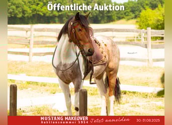 Mustang (amerikanisch), Wallach, 4 Jahre, 150 cm, Schecke