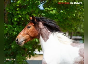 Mustang (amerikanisch), Wallach, 4 Jahre, 150 cm, Schecke