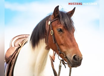 Mustang (amerikanisch), Wallach, 4 Jahre, 150 cm, Schecke