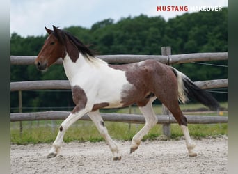 Mustang (amerikanisch), Wallach, 4 Jahre, 150 cm, Schecke