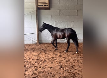 Mustang (amerikanisch), Wallach, 4 Jahre, 152 cm, Rappe