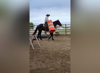 Mustang (amerikanisch), Wallach, 4 Jahre, 157 cm, Rappe