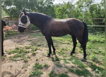Mustang (amerikanisch), Wallach, 4 Jahre, 157 cm, Rappe