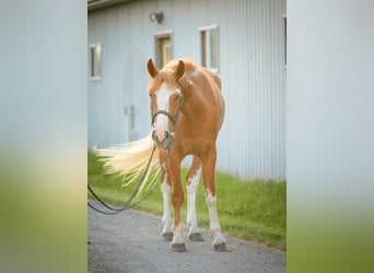 Mustang (amerikanisch), Wallach, 4 Jahre, Rotfuchs