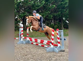 Mustang (amerikanisch), Wallach, 4 Jahre, Rotfuchs