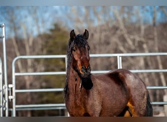 Mustang (amerikanisch), Wallach, 5 Jahre, 140 cm, Brauner