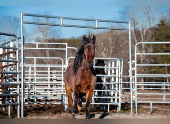 Mustang (amerikanisch), Wallach, 5 Jahre, 140 cm, Brauner