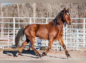 Mustang (amerikanisch), Wallach, 5 Jahre, 144 cm, Brauner