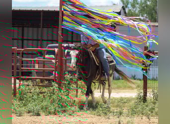 Mustang (amerikanisch), Wallach, 5 Jahre, 145 cm, Rappe