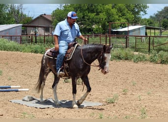 Mustang (amerikanisch), Wallach, 5 Jahre, 145 cm, Rappe
