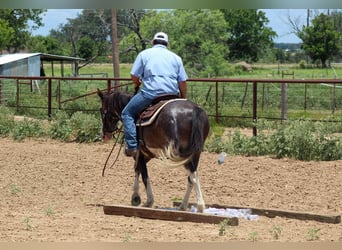 Mustang (amerikanisch), Wallach, 5 Jahre, 145 cm, Rappe