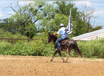 Mustang (amerikanisch), Wallach, 5 Jahre, 145 cm, Rappe