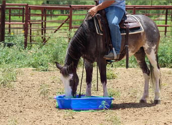 Mustang (amerikanisch), Wallach, 5 Jahre, 145 cm, Rappe