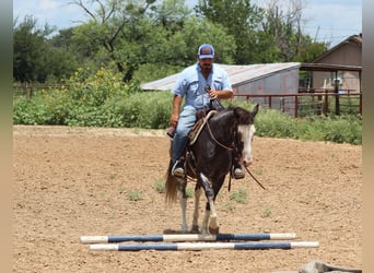 Mustang (amerikanisch), Wallach, 5 Jahre, 145 cm, Rappe