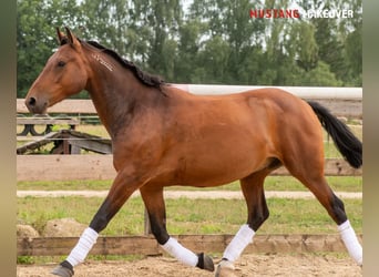 Mustang (amerikanisch), Wallach, 5 Jahre, 146 cm, Brauner