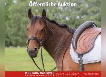 Mustang (amerikanisch), Wallach, 5 Jahre, 146 cm, Brauner