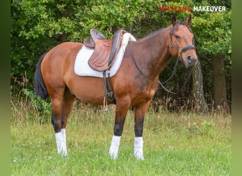 Mustang (amerikanisch), Wallach, 5 Jahre, 146 cm, Brauner