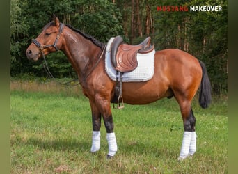 Mustang (amerikanisch), Wallach, 5 Jahre, 146 cm, Brauner