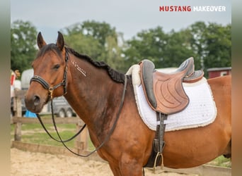 Mustang (amerikanisch), Wallach, 5 Jahre, 146 cm, Brauner
