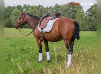 Mustang (amerikanisch), Wallach, 5 Jahre, 146 cm, Brauner