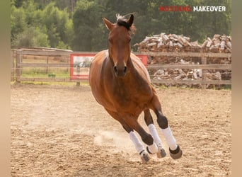 Mustang (amerikanisch), Wallach, 5 Jahre, 146 cm, Brauner