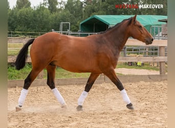 Mustang (amerikanisch), Wallach, 5 Jahre, 146 cm, Brauner