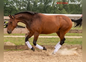 Mustang (amerikanisch), Wallach, 5 Jahre, 146 cm, Brauner