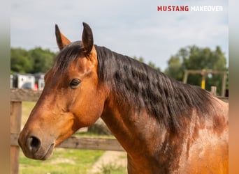 Mustang (amerikanisch), Wallach, 5 Jahre, 146 cm, Brauner