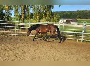 Mustang (amerikanisch), Wallach, 5 Jahre, 147 cm, Brauner