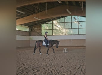 Mustang (amerikanisch), Wallach, 5 Jahre, 147 cm, Brauner