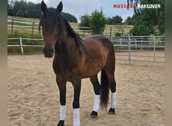 Mustang (amerikanisch), Wallach, 5 Jahre, 149 cm, Brauner