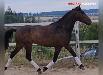 Mustang (amerikanisch), Wallach, 5 Jahre, 149 cm, Brauner