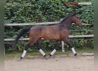 Mustang (amerikanisch), Wallach, 5 Jahre, 149 cm, Brauner