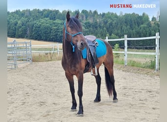 Mustang (amerikanisch), Wallach, 5 Jahre, 149 cm, Brauner