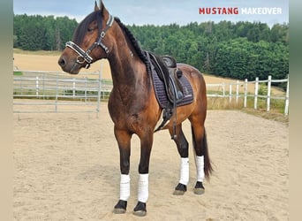 Mustang (amerikanisch), Wallach, 5 Jahre, 149 cm, Brauner