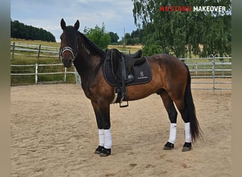 Mustang (amerikanisch), Wallach, 5 Jahre, 149 cm, Brauner