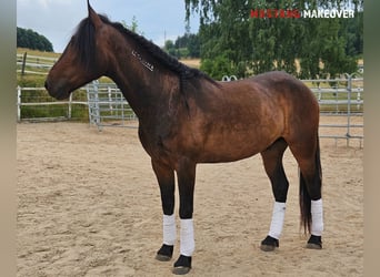 Mustang (amerikanisch), Wallach, 5 Jahre, 149 cm, Brauner