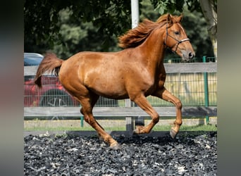 Mustang (amerikanisch), Wallach, 5 Jahre, 150 cm, Fuchs
