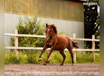 Mustang (amerikanisch), Wallach, 5 Jahre, 150 cm, Fuchs